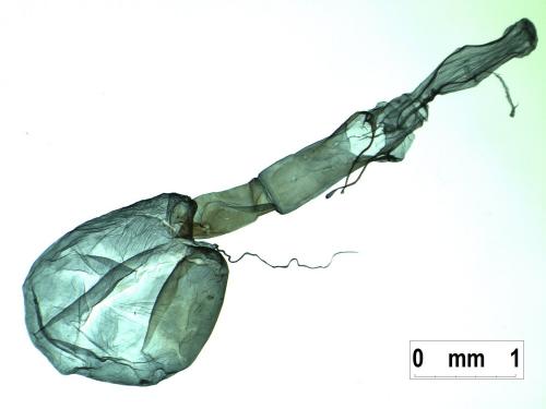 Réf. 229 705 : Conistra ligula